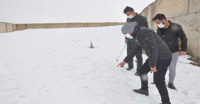 Yüksekova'da korku salan kurt sokak sokak aranıyor
