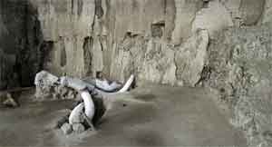 1 milyon yıl öncesine ait mamut fosillerinden DNA elde edildi