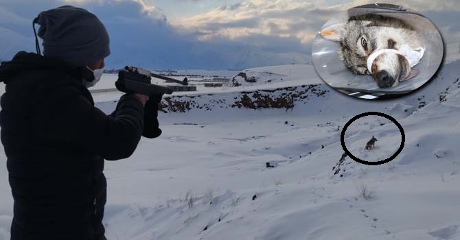 Yüksekova'ya korku salan kurt yakalandı