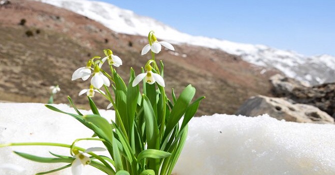 Hoşgelmişşin İlkbahar Rıza Tekin yazdı...