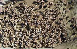 Süt kuzularının annelerine kavuşma heyecanı