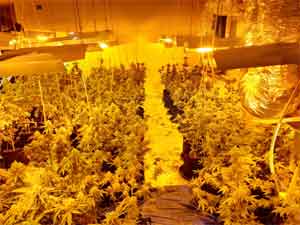 Seraya çevrilen çatı katı dairede 1 milyon TL değerinde uyuşturucu ele geçirildi 