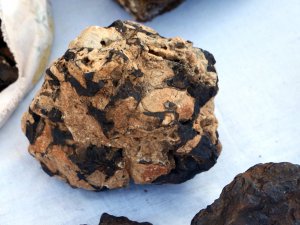 Otlayan koyununun ayağına takıldı. Başına talih kuşu kondu