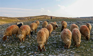 Mardin'de son 20 yılın en kurak dönemi yaşanıyor