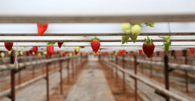 Havada yetişen çilek, birbirine temas etmeden sofralara ulaşıyor