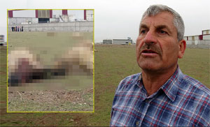 Arazide otlayan 26 koyun öldü