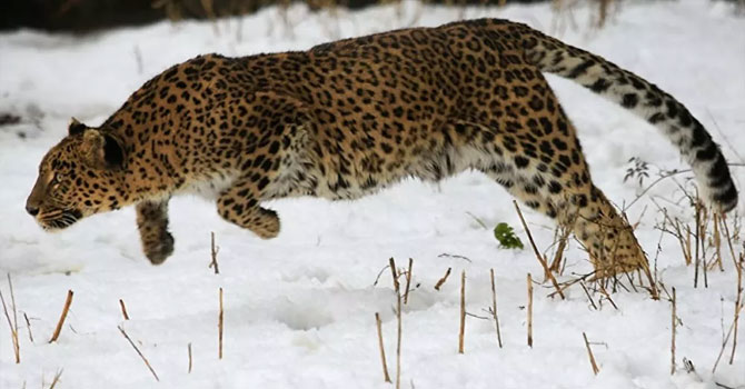 Hindistan'da leopar paniği: Yerleşim yerine inerek insanlara saldırdı