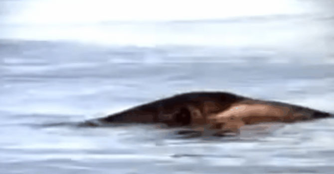 Van Gölü Canavarı: Bir medya fenomeninin ‘inanılmaz’ hikâyesi