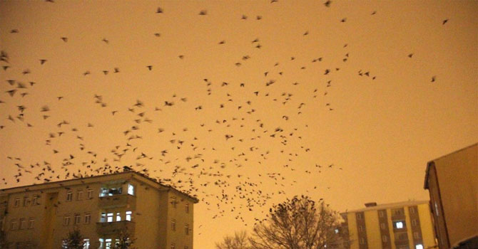 Ardahan'da istilacı kargalar: Bu sefer gece ortaya çıktılar