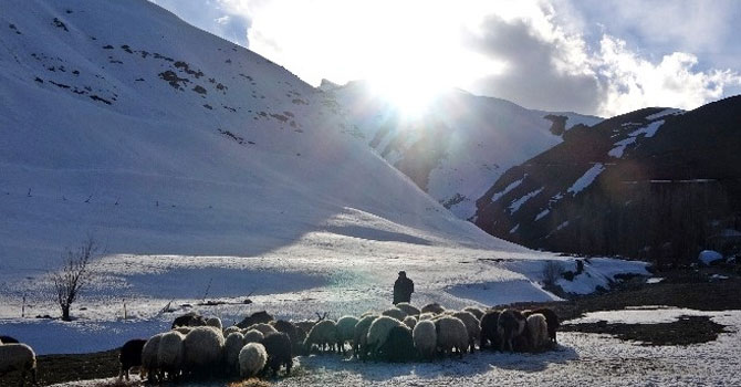 Yüksekova'da besicilerin kış mesaisi devam ediyor