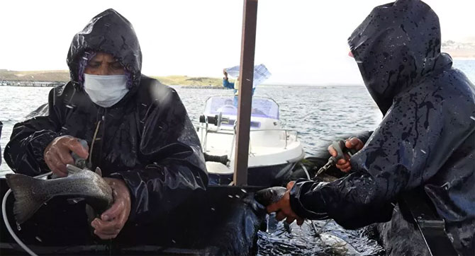 Gaziantep'te milyonlarca balık tek tek aşılanıyor