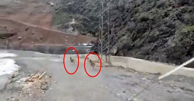 Yüksekova'da dağ keçileri görüntülendi