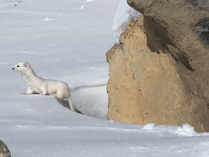 Kars'ta beyaz gelincik görüntülendi