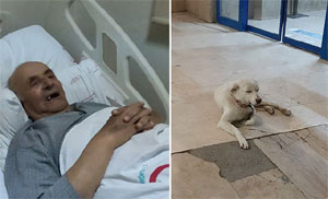 Sahibi tedavi gören 'Pamuk' köpek, 14 gün hastane kapısında bekledi