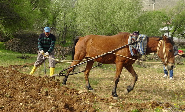 Batman'daki engebeli tarlalar, binlerce yıllık gelenekle sürülüyor