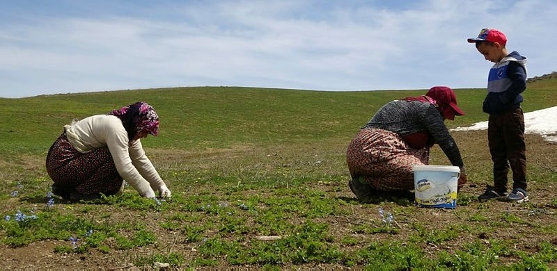 Yüksekova'da Kadınların pancar mesaisi başladı