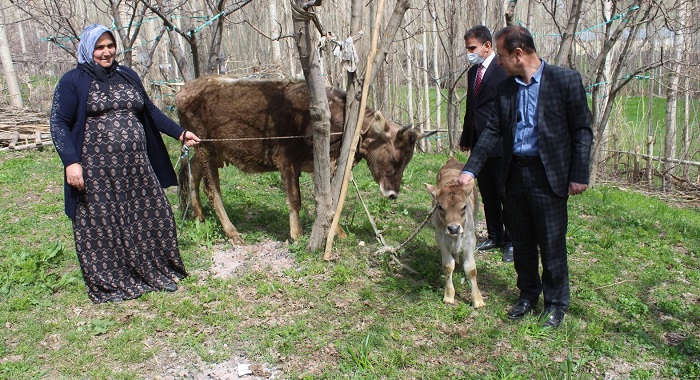 Yüksekovalı anneye inek ve buzağı