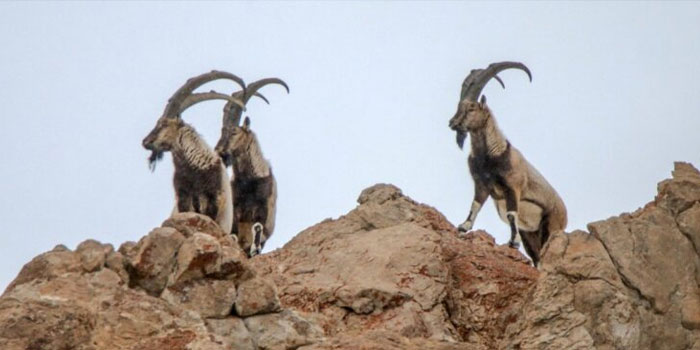 Van’da dağ keçisi öldürüldü