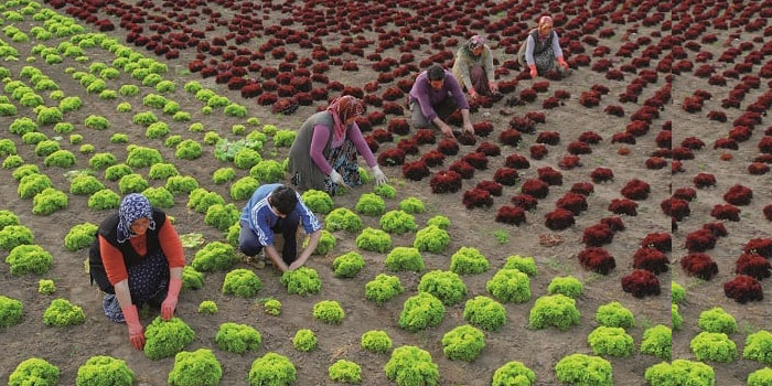 HDP'den Uluslararası Çiftçi Mücadele Günü mesajı