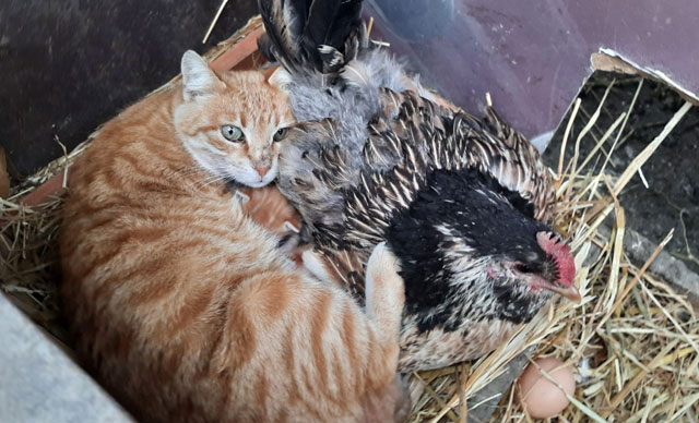 Yavru kedilerin ‘nöbetçi annesi’