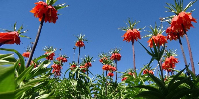 Yüksekova'da ters laleler kendine hayran bıraktı