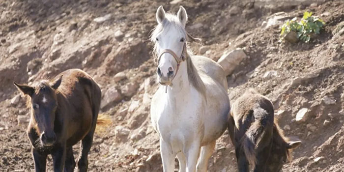 'Dijital ahırlarda tutulan' sanal at, 100 bin euroya satıldı