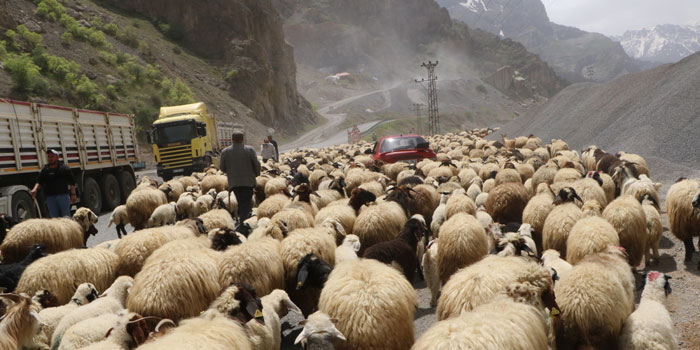 Hakkari’de yayla göçü:  Dört gün dört gece yol yürüdüler