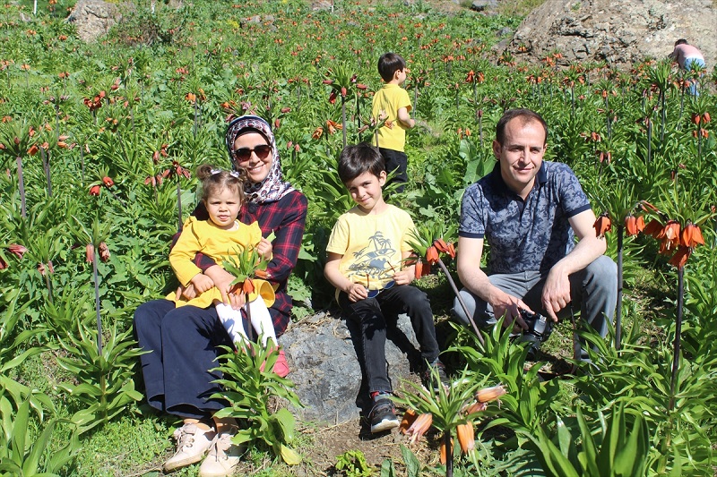 Şemdinli dağlarında açan ters laleler görsel şölen sunuyor
