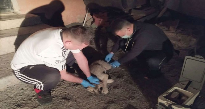 Gençlik hastalığına yakalanan yavru köpek tedavi altına alındı