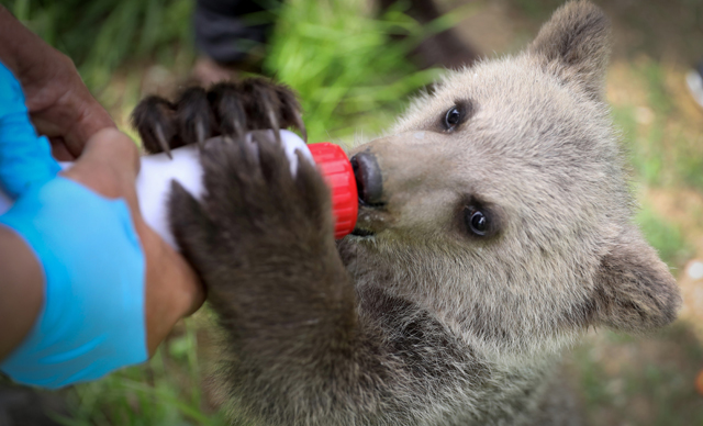 3 aylık 'Dolunay' biberonla besleniyor