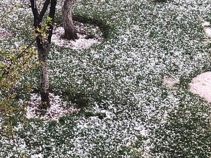 Başkale'de dolu etkili oldu