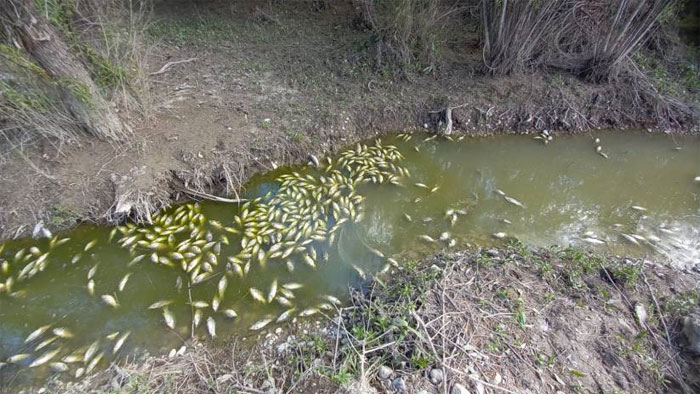 Binlerce balık öldü