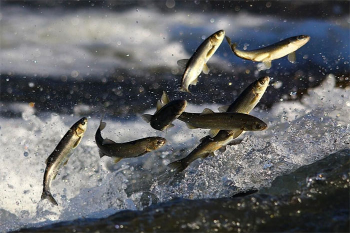 Van'da kaçak inci kefali avlayanlara ceza