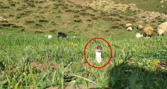 Yüksekova'da yarısı kahverengi yarısı beyaz gelincik görüntülendi