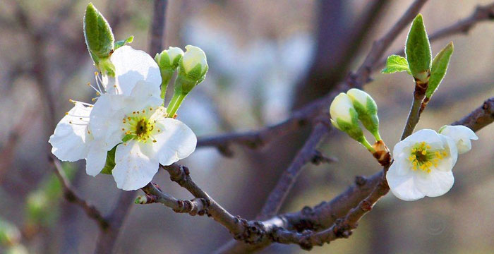Küçük Zerdali Ağacım