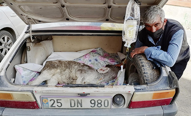 Hastalanan buzağısını otomobilin bagajında veterinere götürdü