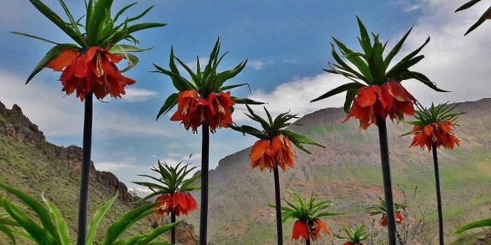 Hakkari’nin Efsanevi Çiçeği Ters Lale Guldexwin