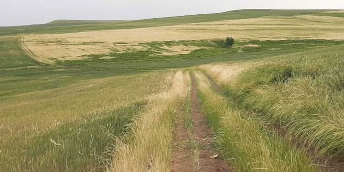 Güneydoğu'da kuraklık: 'Sofralar çok kötü etkilenecek, acilen afet bölgesi ilan edilmeli'