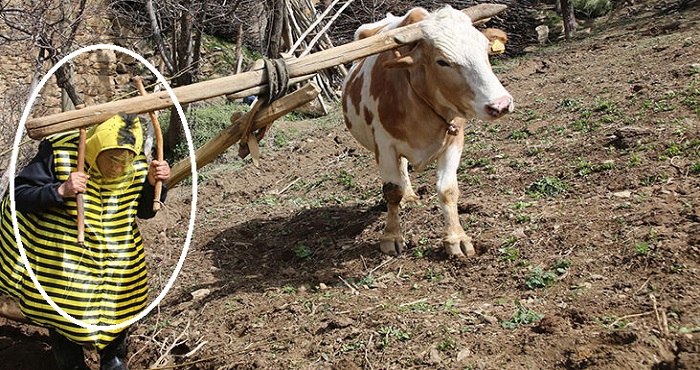 Hakkarili Aydın Aydın arı kostümü giyerek hayvanlarla helalleşti