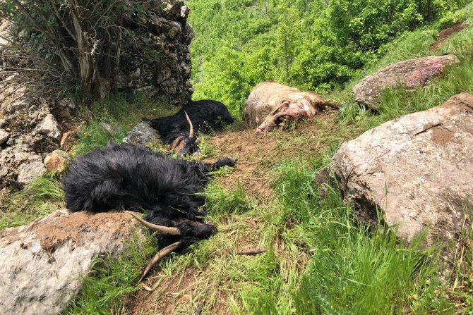 Şemdinli'de Yıldırım düştü: 8 koyun telef oldu