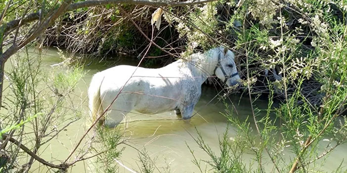 Atları bağlayıp çay yatağında ölüme terk ettiler
