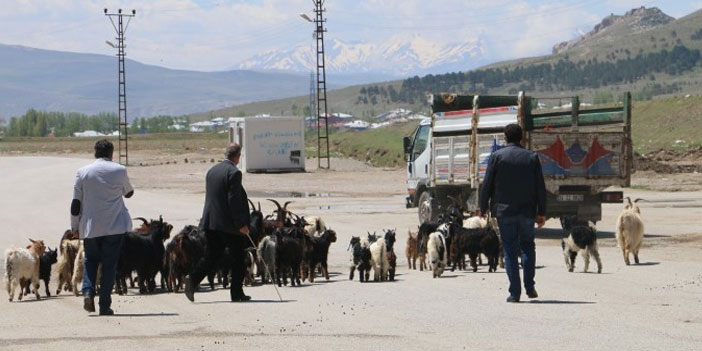 Yüksek maliyet hayvancılığı bitiriyor