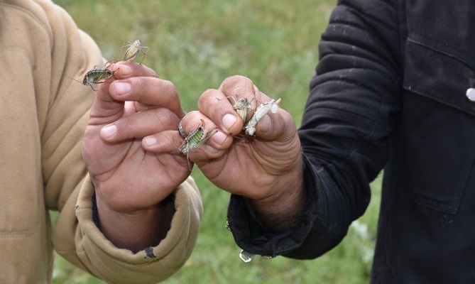 Hakkari'de önlerine çıkan her şeyi yiyen çekirgeler tedirgin etti