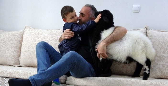 Biberonla beslediği kuzu şimdi evin maskotu oldu