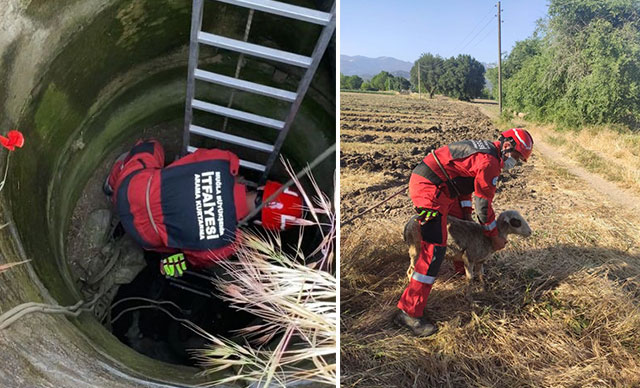 Su kuyusuna düşen koyunu itfaiye kurtardı