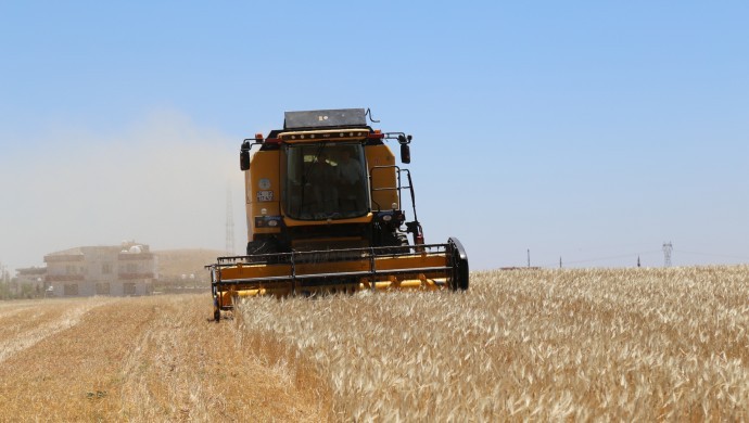 Kuraklık arpa hasadını vurdu!