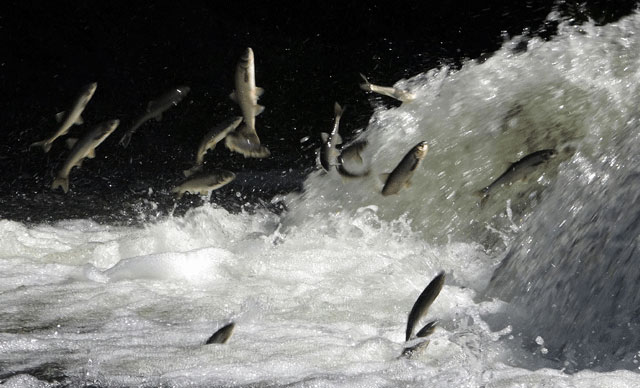 İnci kefallerinin göç ettiği Deliçay'da su seviyesi artırıldı