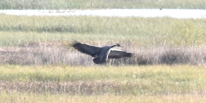 1700’lerde soyları tükenen dev turnalar İrlanda'ya geri döndü