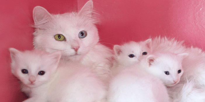 24 Van kedisi, 70'e yakın yavru doğurdu