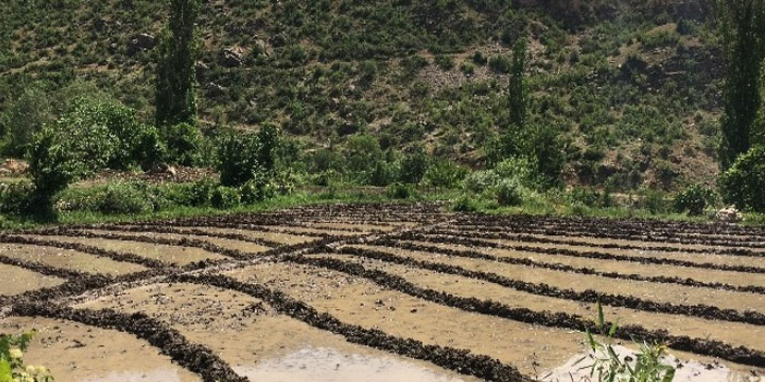 Bayram gününde zorlu çeltik ekimi